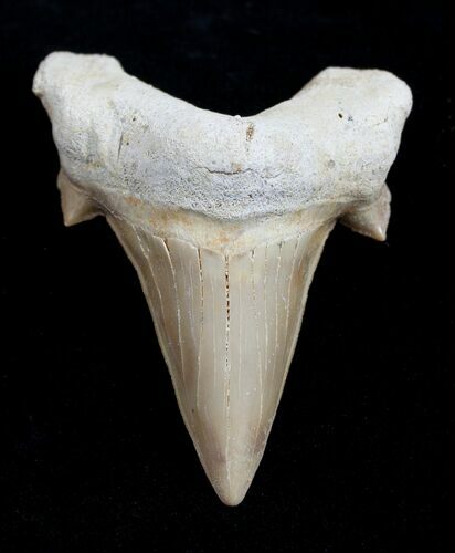 High Quality Otodus Fossil Shark Tooth #1733